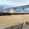 【トイモカプー】犬も遊べる瀬戸大橋公園に行ってきました。