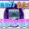 【たまごっち育成動画】海たま新情報を発表します❣️