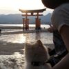 世界遺産 厳島神社に犬連れで行ってきました | トラベルドッグ.jp
